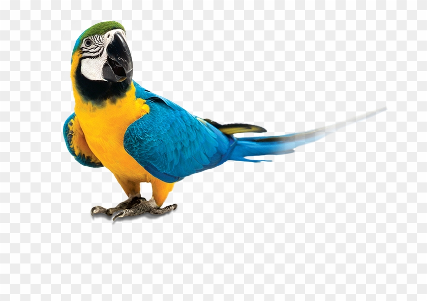 Birds Hand Feeding Kit Clipart