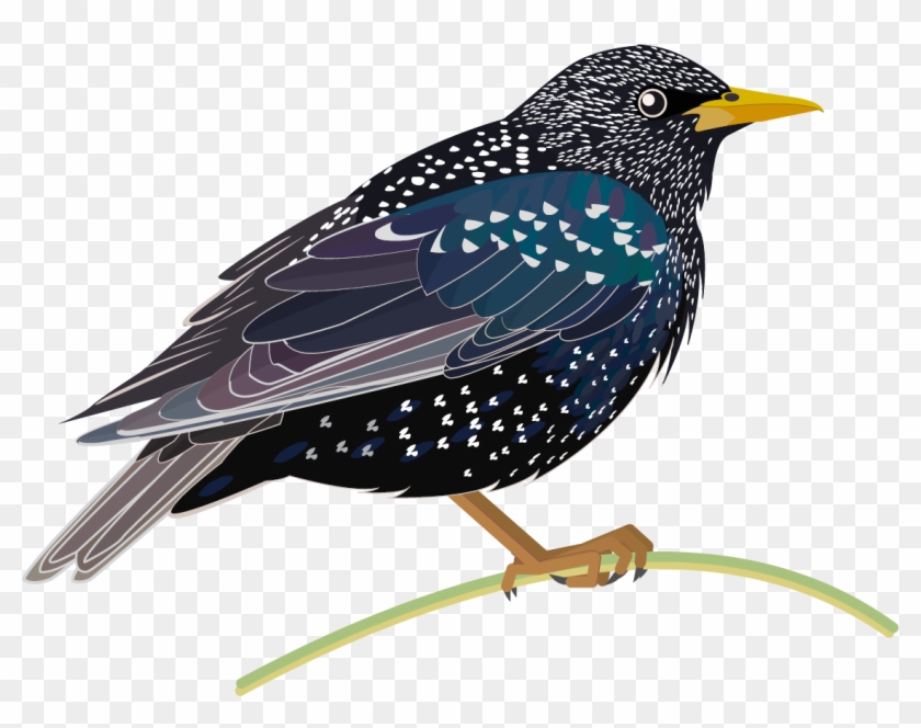 Starling Png Hd - Clipart Starling Png Transparent Png #3191645