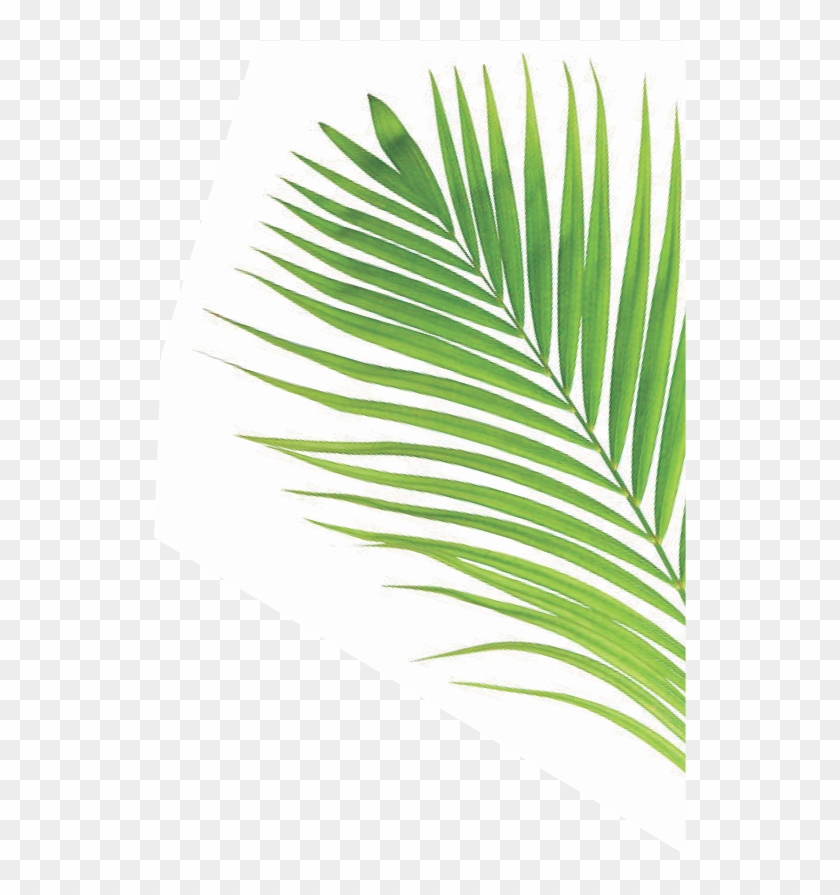 Our Vision - Palm On White Background Clipart #3191957