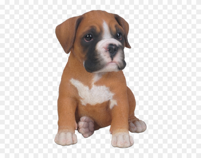 Pet In Gift - Boxer Puppy Clip Art - Png Download