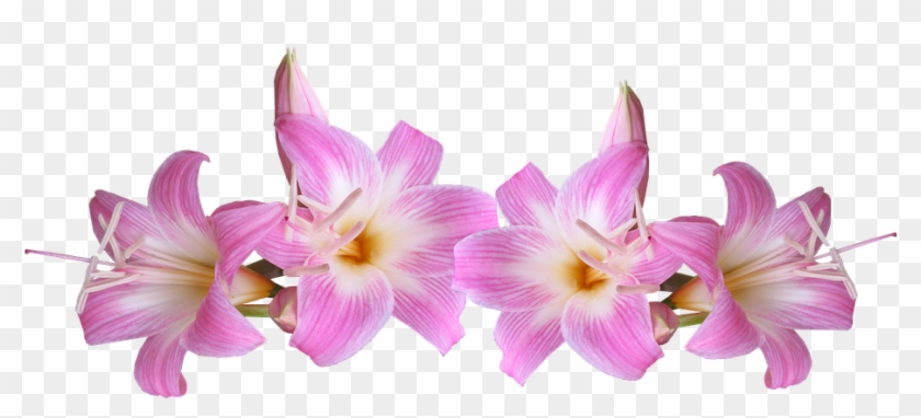 Lilies, Belladonna, Pink, Flowers - Pink Lilies Png Clipart #3195821