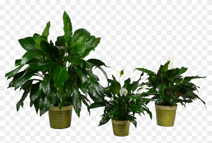 Houseplant Clipart