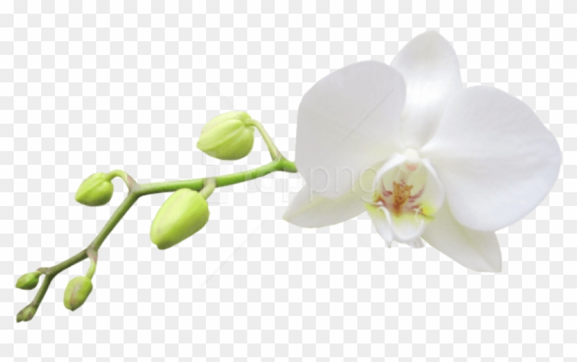 Free Png Download Large Transparent White Orchid Png - White Transparent Background Orchid Clipart #3197658