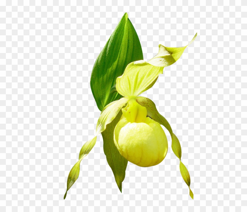 Orchid Conservation Initiative - Yellow Lady's Slipper Clipart