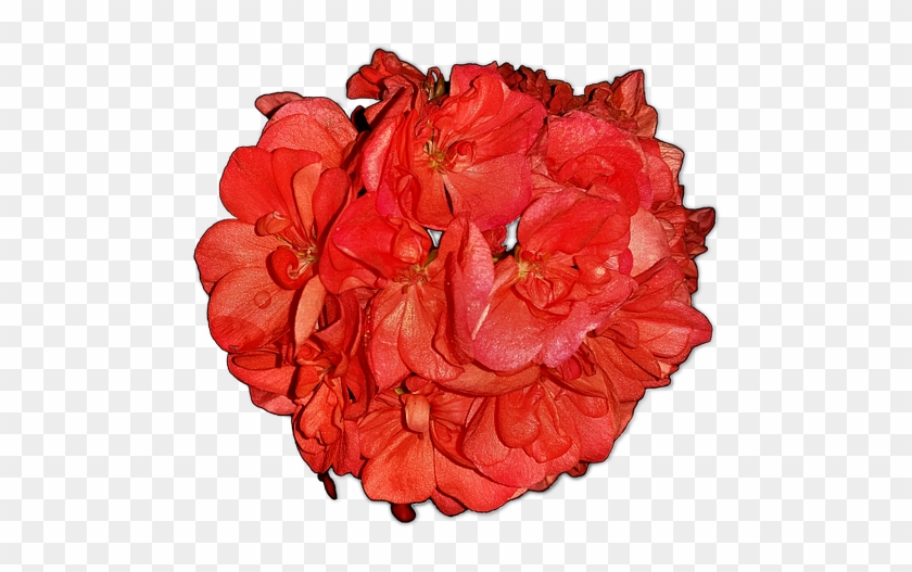 Flowers, Pelagonia, Home Flowers, Png - Hybrid Tea Rose Clipart