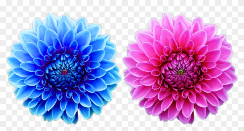 Beautiful Free Flower Png File Nature Cool Png Natural - Colorful Iphone 5 Wallpaper Flower Single Apple Ios Clipart