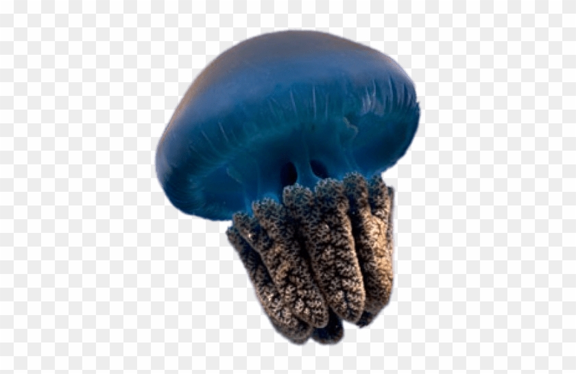 Blue Jellyfish - Jellyfish Transparent Clipart