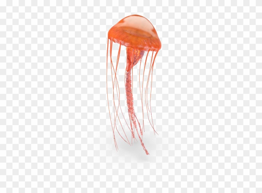 Jellyfish Png Pic - Jellyfish Clipart