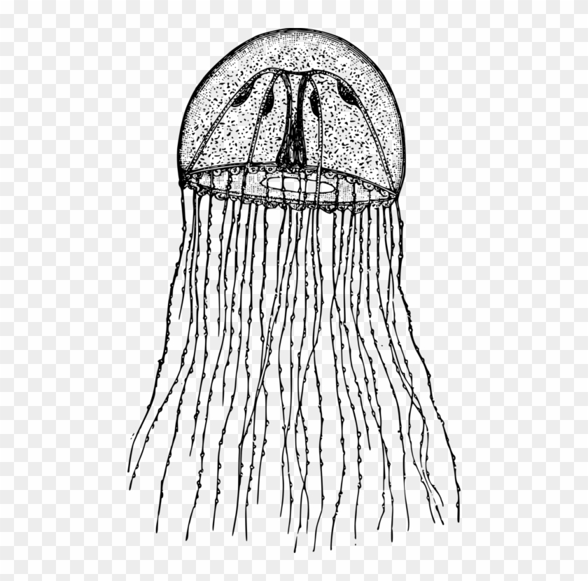Computer Icons Hydra Hydroid Drawing Jellyfish - Clip Art Black And White Jellyfish - Png Download #320337