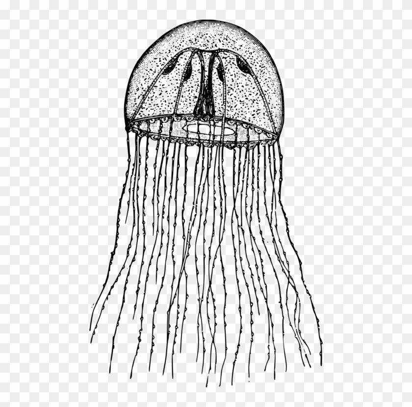 Computer Icons Hydra Hydroid Drawing Jellyfish - Clip Art Black And White Jellyfish - Png Download