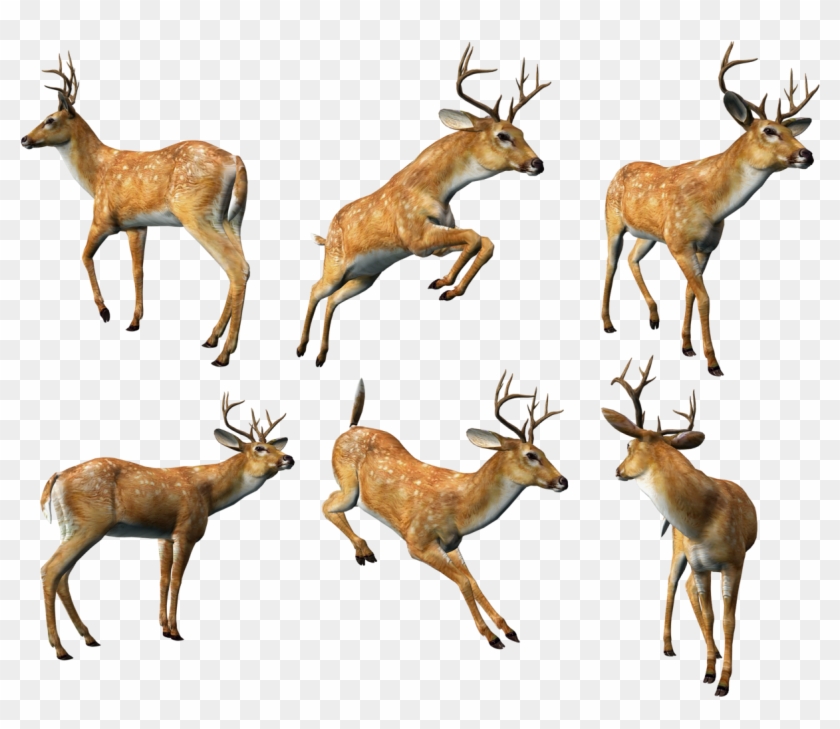 3d Animal Png Clipart #320544