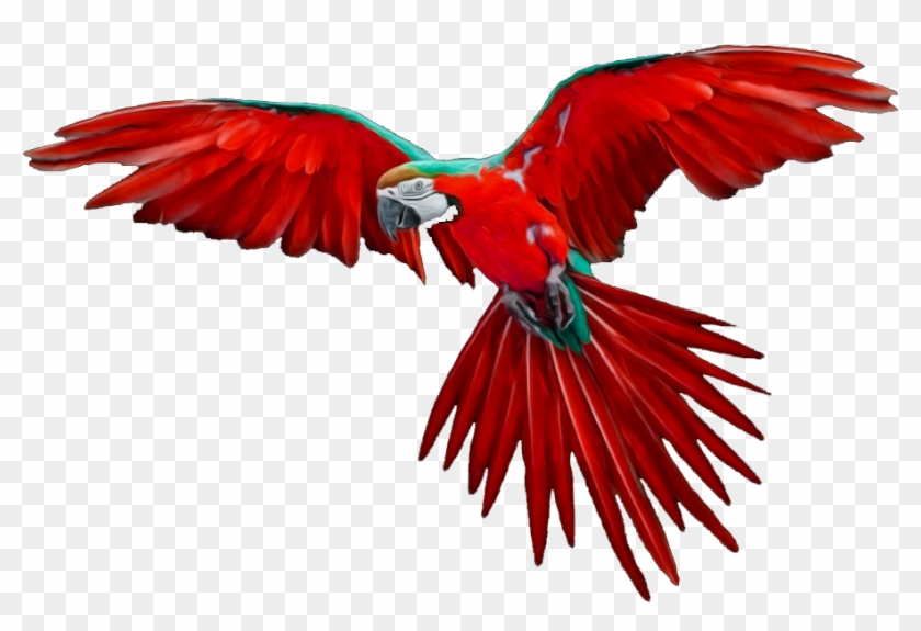 Cute Animals Png - Bird Flying Gif Png Clipart