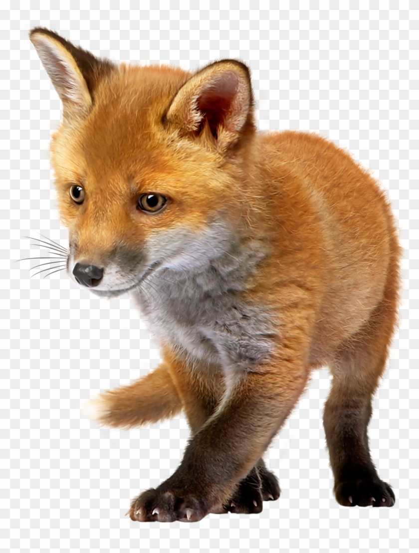 Baby Fox Png Clip Art - Baby Red Fox Png Transparent Png