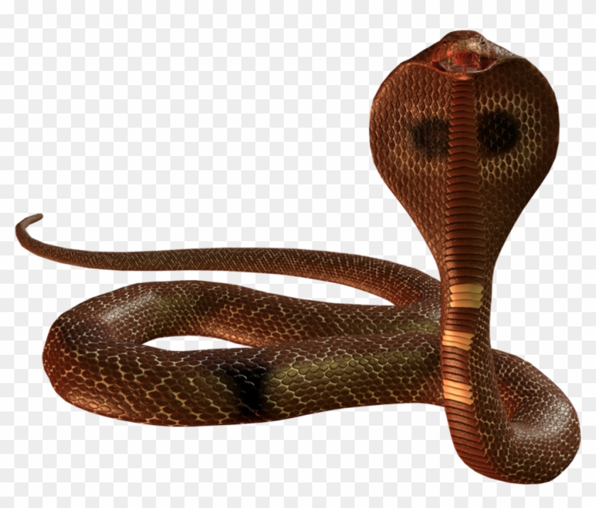 Snake Png Image - Snake Png Clipart