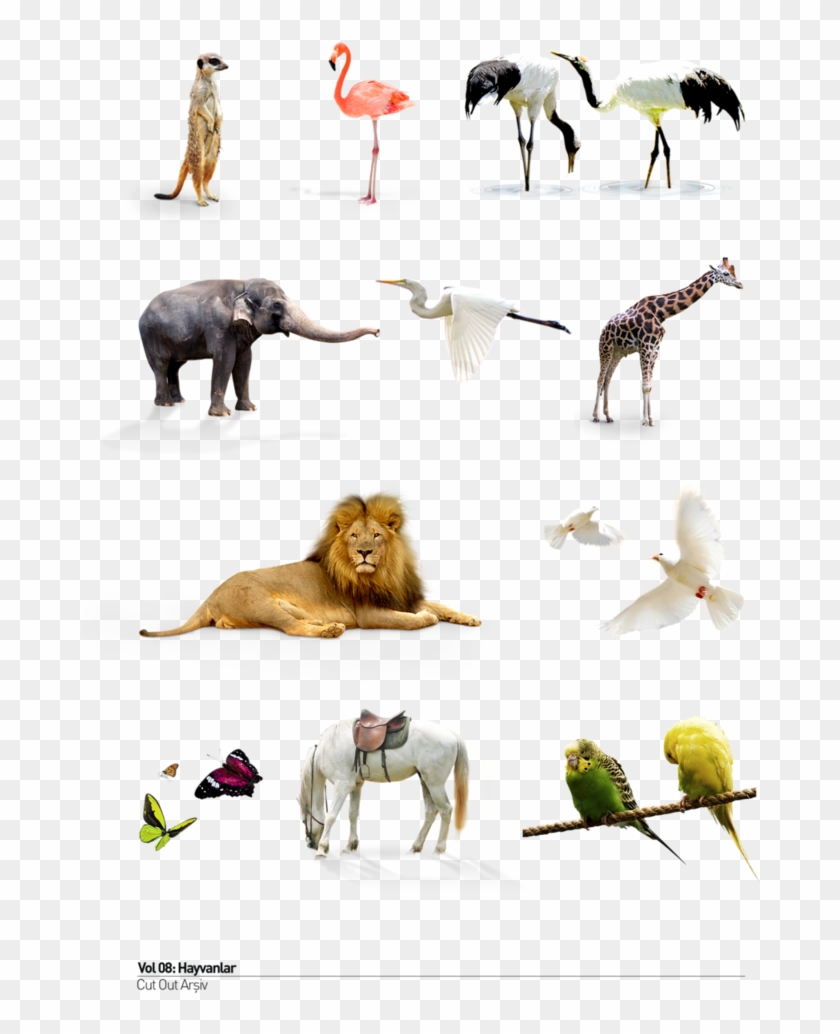 Wild Animals Png - Giraffe Clipart #320750