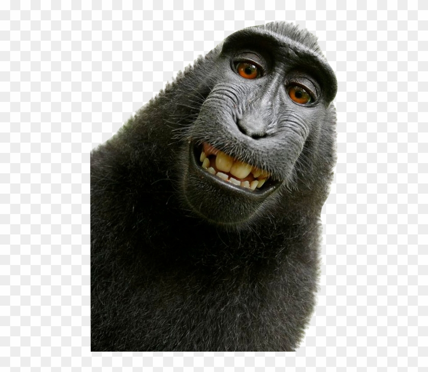 Keep Smiling Funny Animals, Cute Animals, Unusual Animals, - David Slater Monkey Clipart