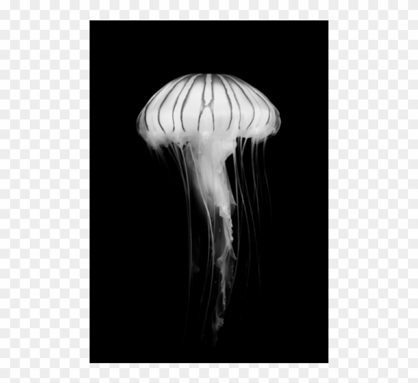 Poster - Jellyfish - Jellyfish Clipart #320965