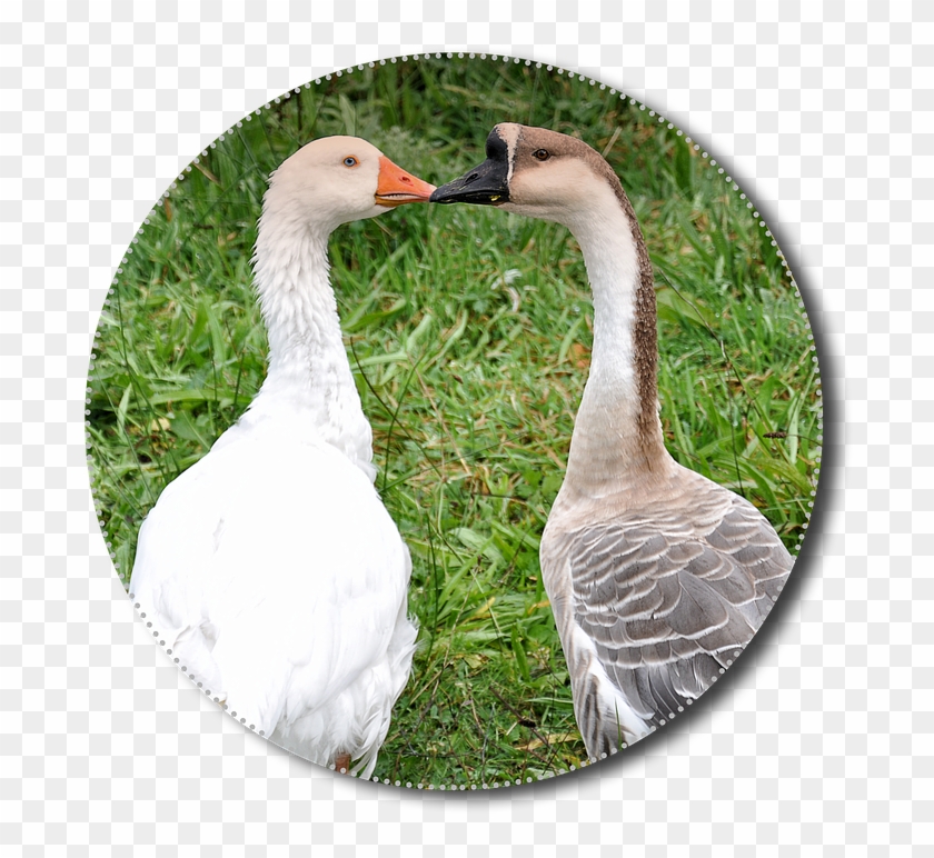 Geese, Png, Animals, Poultry, Isolated, Nature, Bird - Goose Clipart #320969
