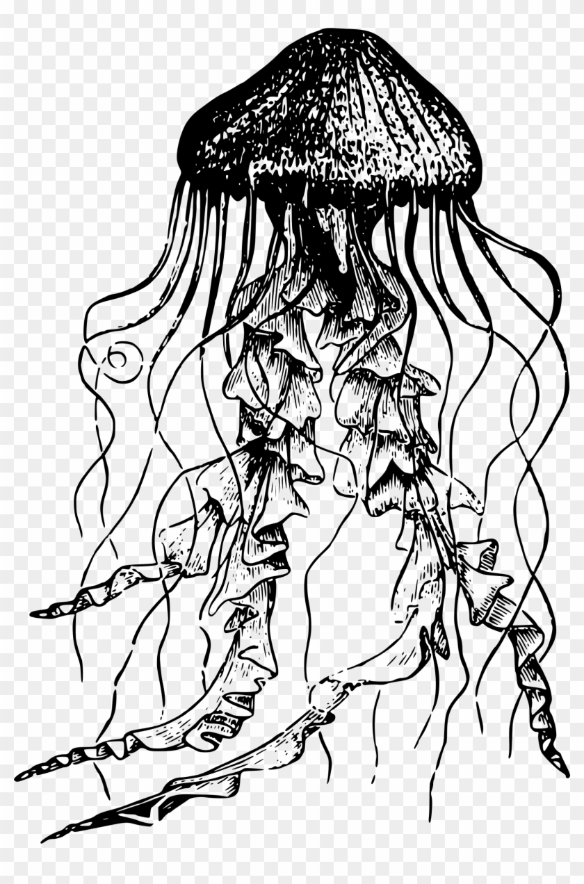 Big Image - Sketch Jellyfish Black And White Clipart
