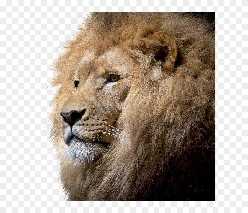 Lion, Isolated, Cut Out, Big Cat, Majestic, Lion Head - Brave Lion Clipart