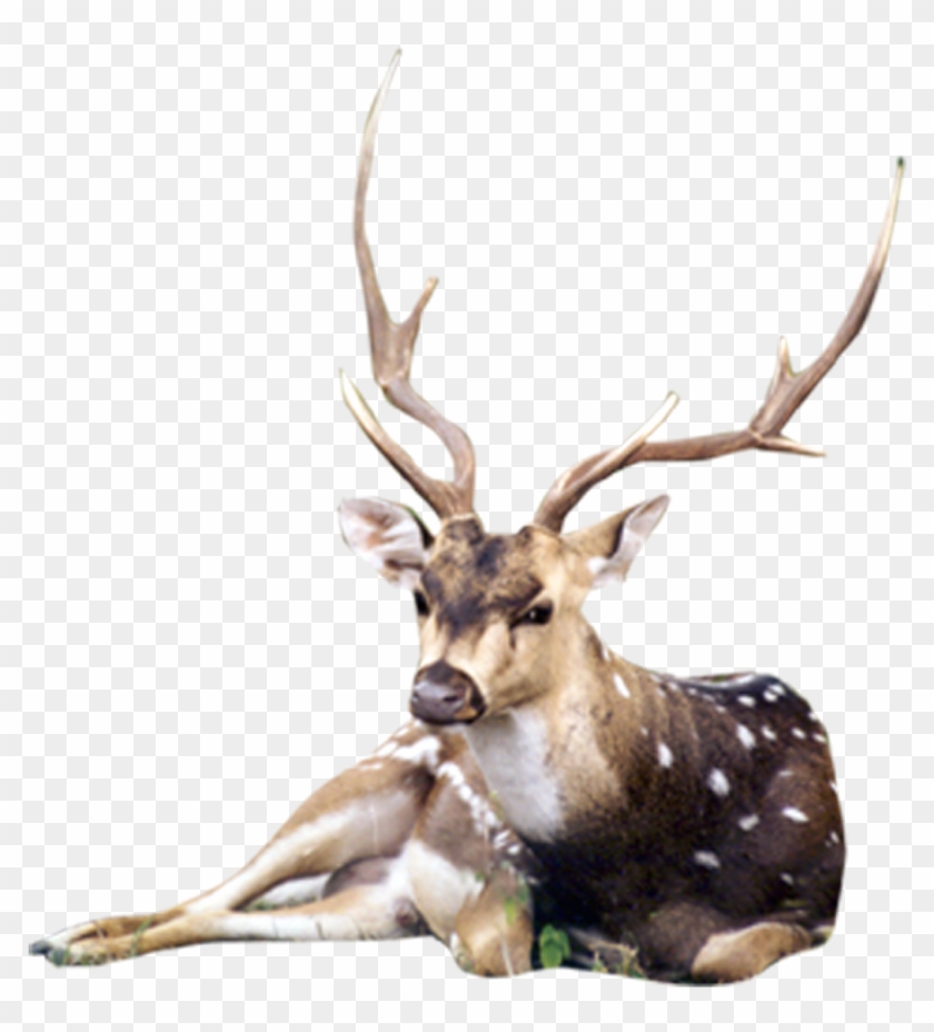 Free Photoshop Backgrounds, Templates, Images And Desktop - Animals Png For Photoshop Clipart