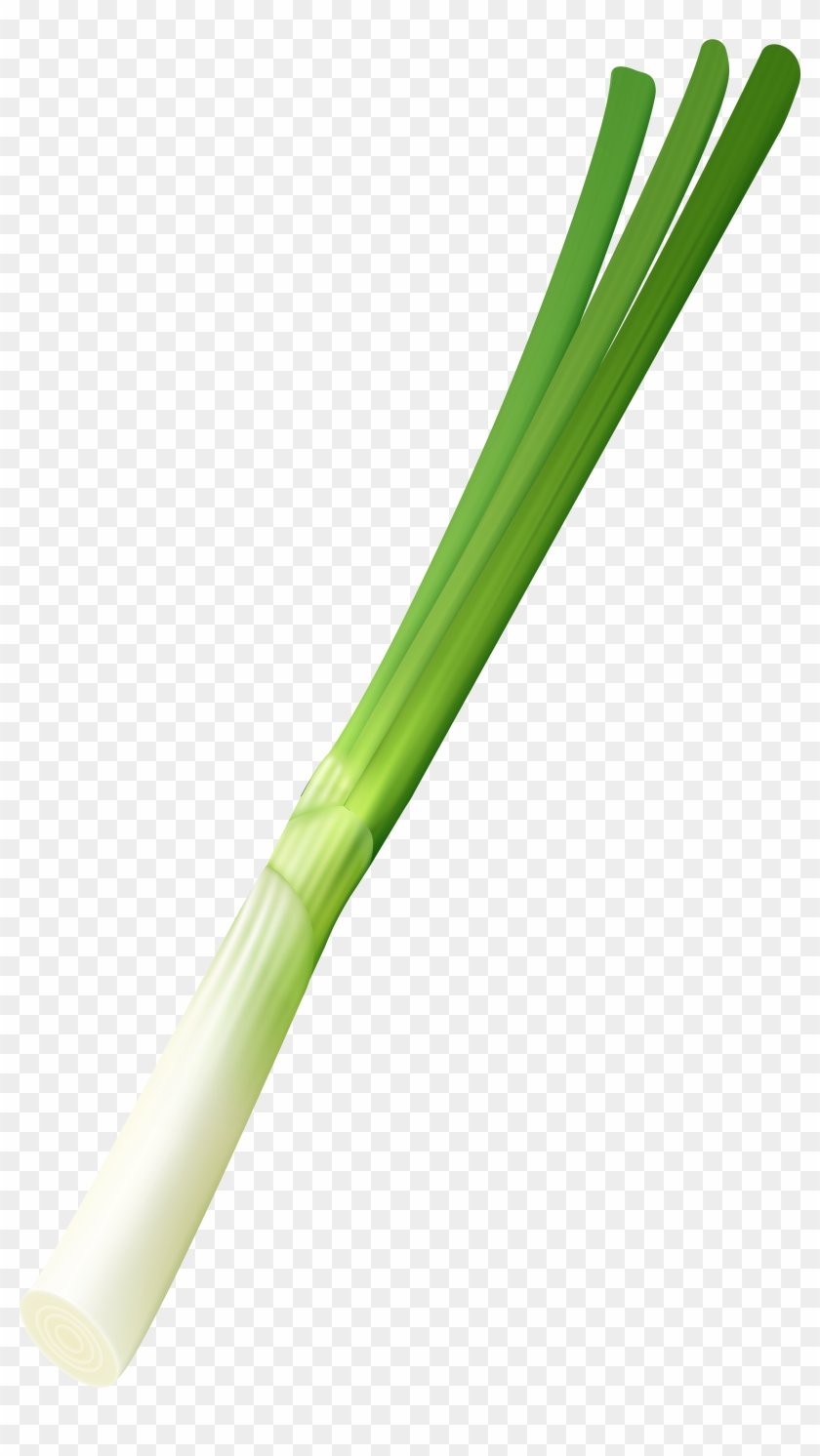 Spring Onion Png Clip Art Image Transparent Png #321154