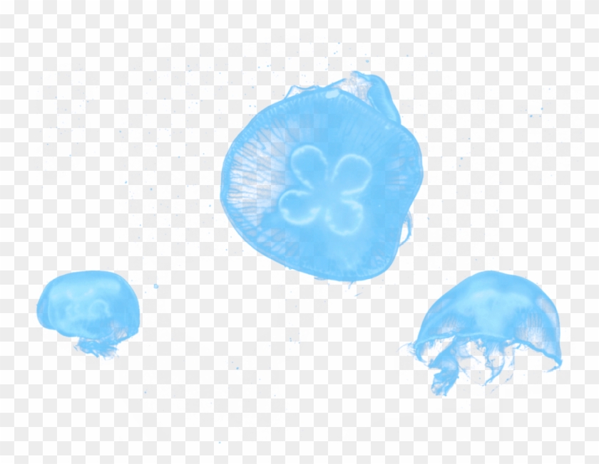 Jellyfish-1080x720 - Sketch Clipart #321193