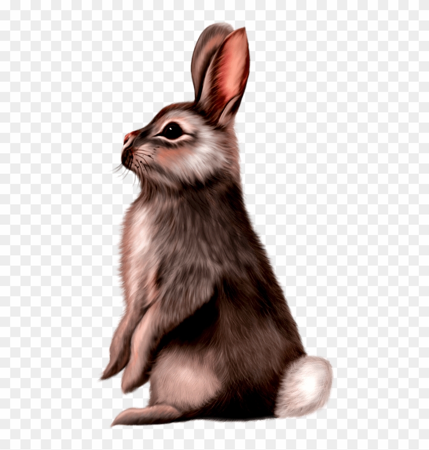 Cute Animals Png - Animal Illustration Of Small Mammals Rabbit Clipart