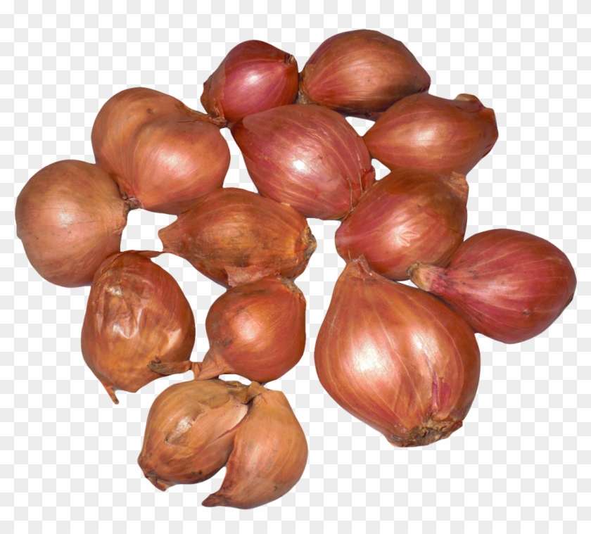 Onion Shallots Png Image - Shallot Clipart