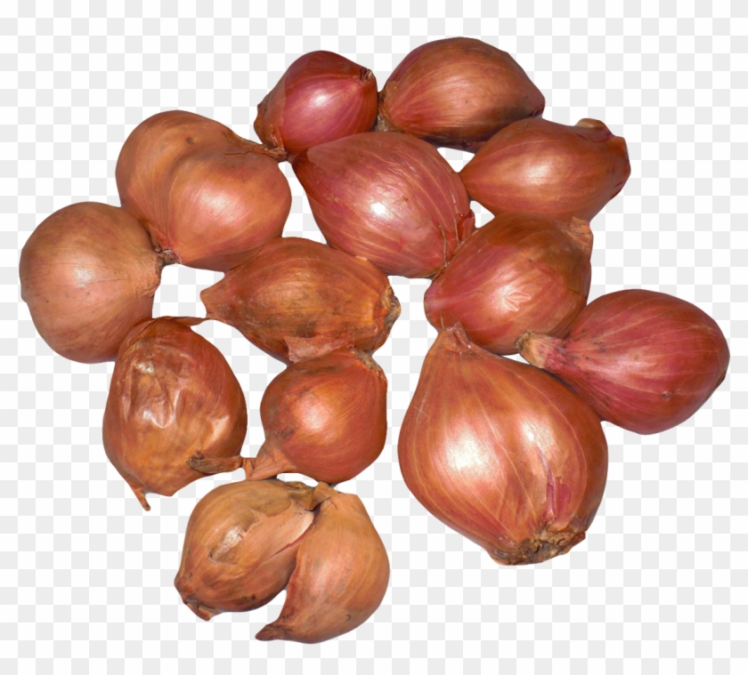 Onion Shallots Png Image - Shallot Clipart #321372