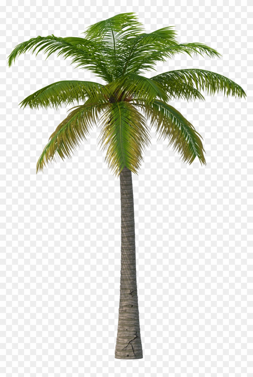 Palm Tree - Palm Tree Png Clipart #321749