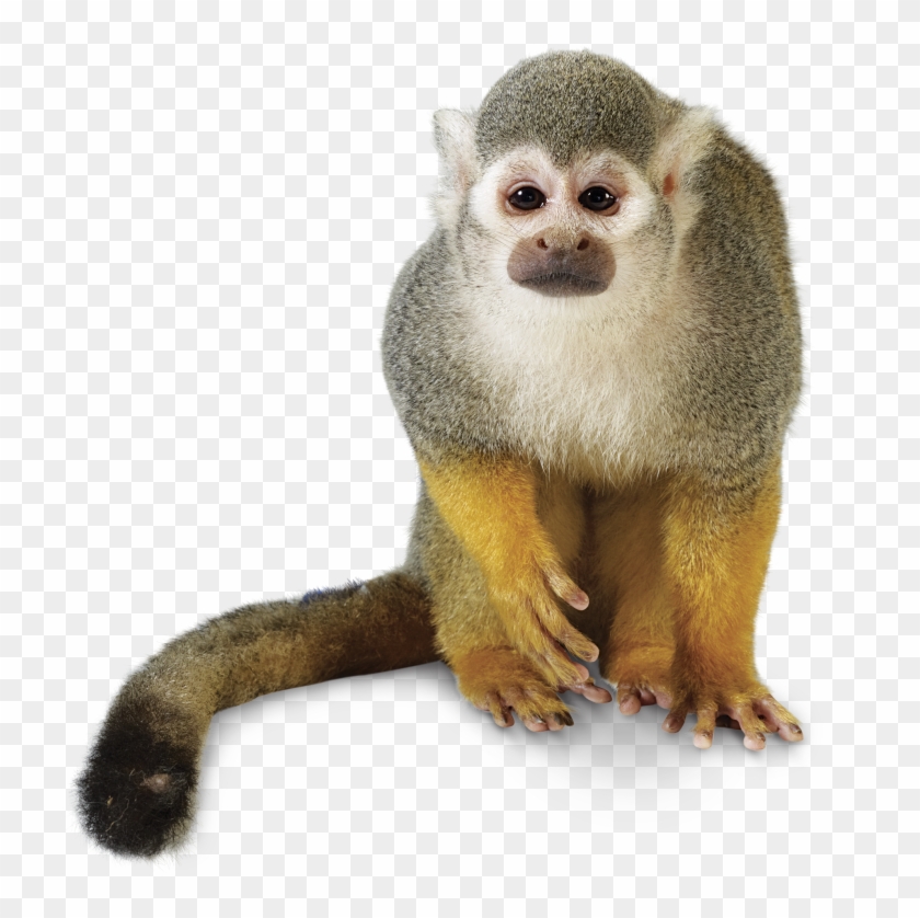 960 X 796 6 - New World Monkey Png Clipart #322105