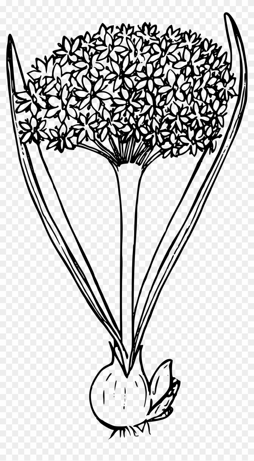 This Free Icons Png Design Of Blue Mountain Swamp Onion Clipart #322107