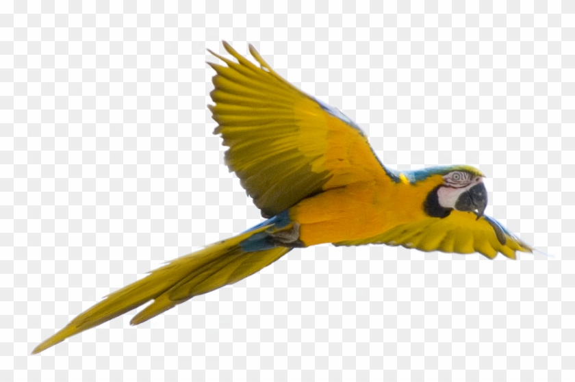 Image Transparent Parrot Five - Bird Flying Transparent Background Clipart