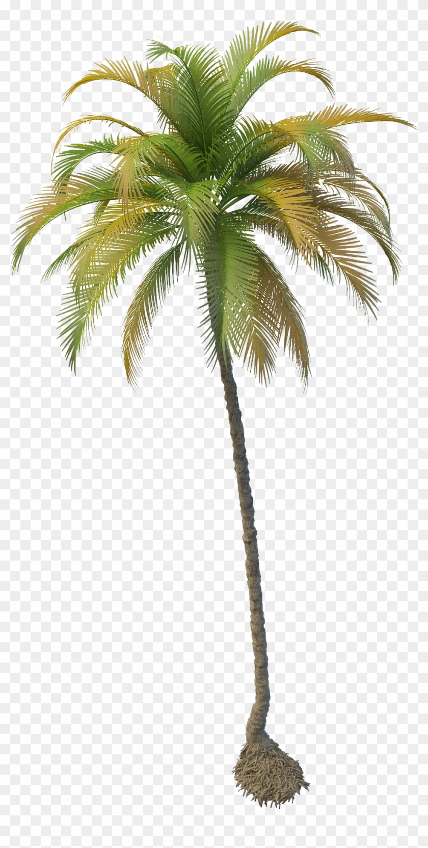 Coconut Tree Png File Clipart #322341
