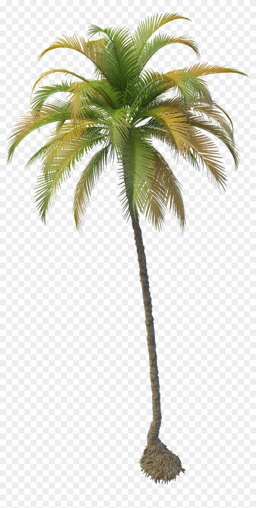 Coconut Tree Png File Clipart