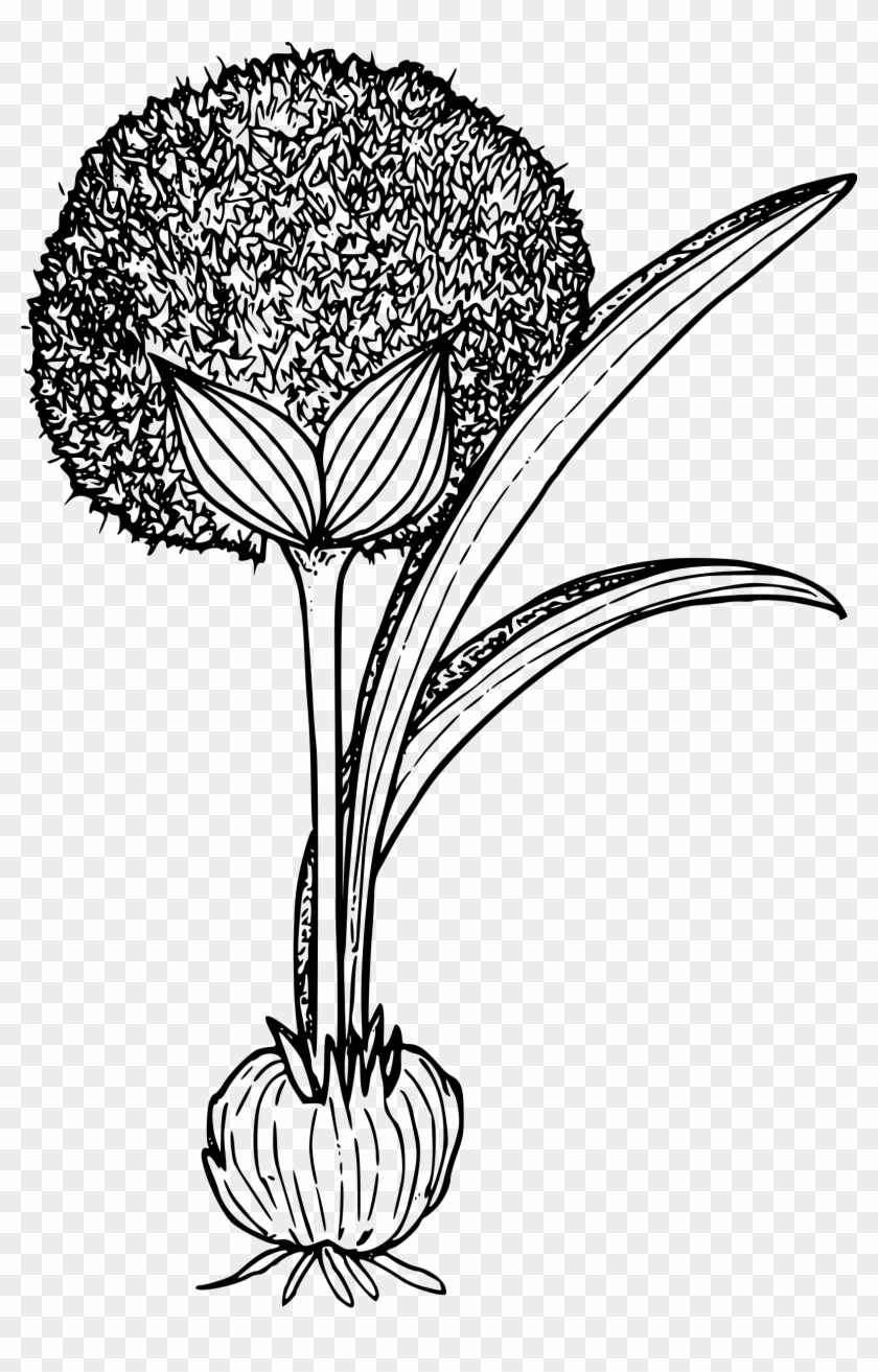 This Free Icons Png Design Of Douglas Onion Clipart #322507