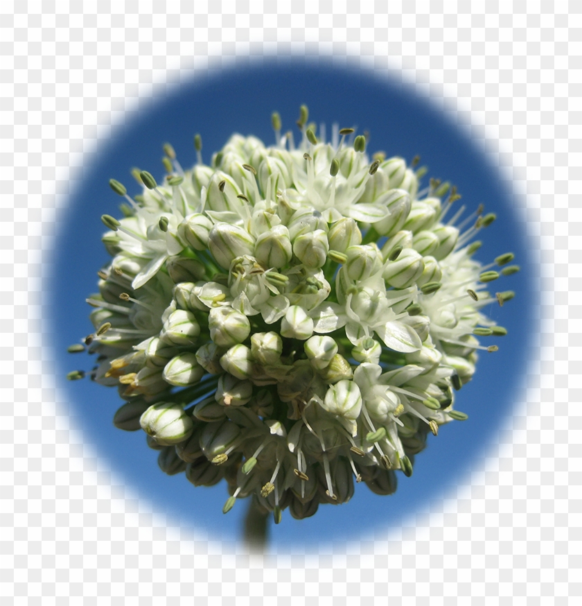 Red Onion - 🔍 - $11 - 00 - Onion , Png Download Clipart #322885