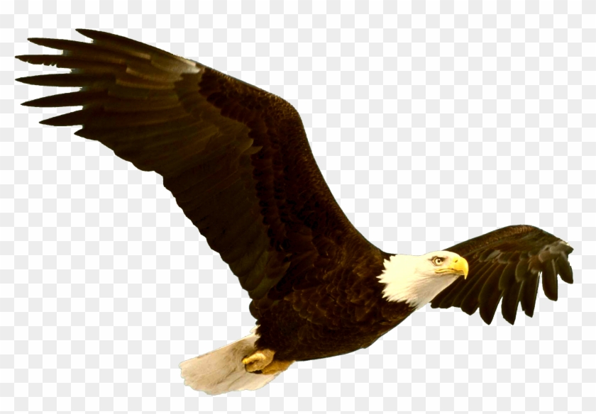 Bald Eagle Png File - Bald Eagle Png Clipart #324225