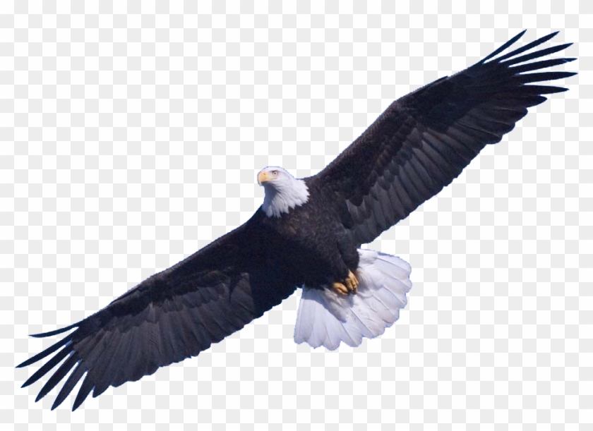 Bald Eagle Png Image - Bald Eagle Png Clipart #324245