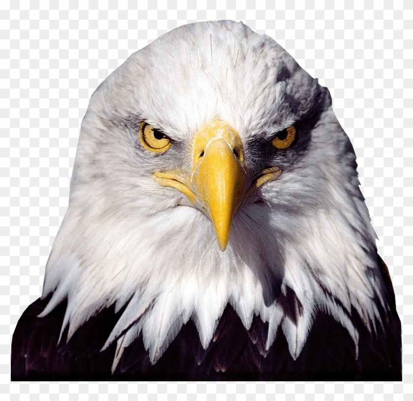 Bald Eagle Transparent Background Clipart