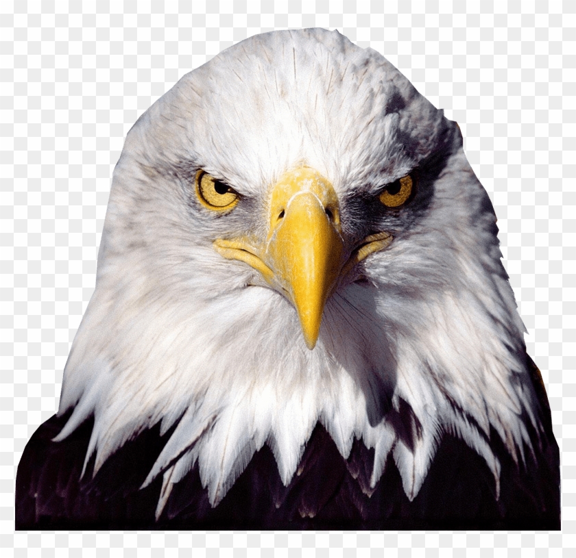 Bald Eagle Transparent Background Clipart #324404