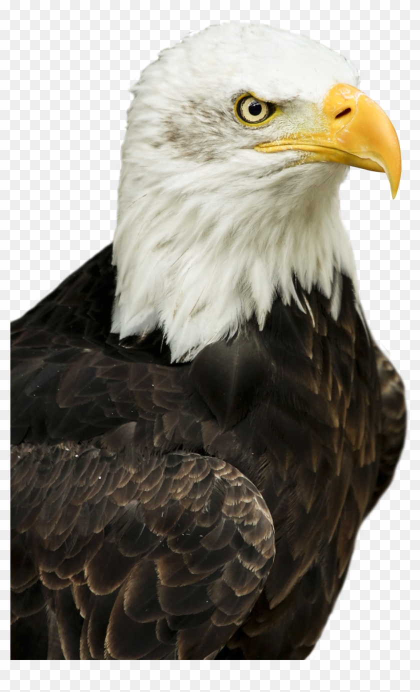Download Eagle Png Transparent Image - Eagle Png Clipart