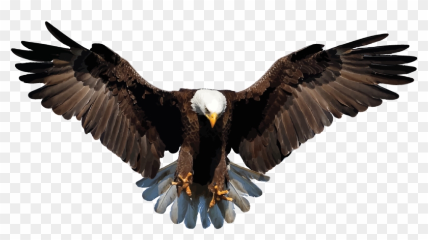 Bald Eagle Png Background Image - Eagle Png Transparent Background Clipart #324546