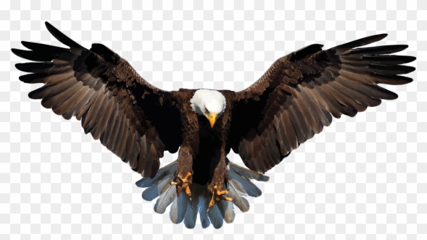 Bald Eagle Png Background Image - Eagle Png Transparent Background Clipart