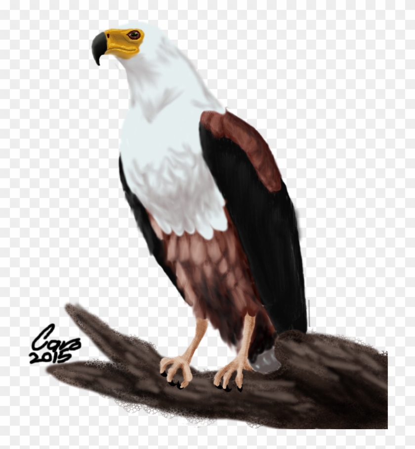 Bald Eagle Clipart Fish Eagle - African Fish Eagle Drawing - Png Download