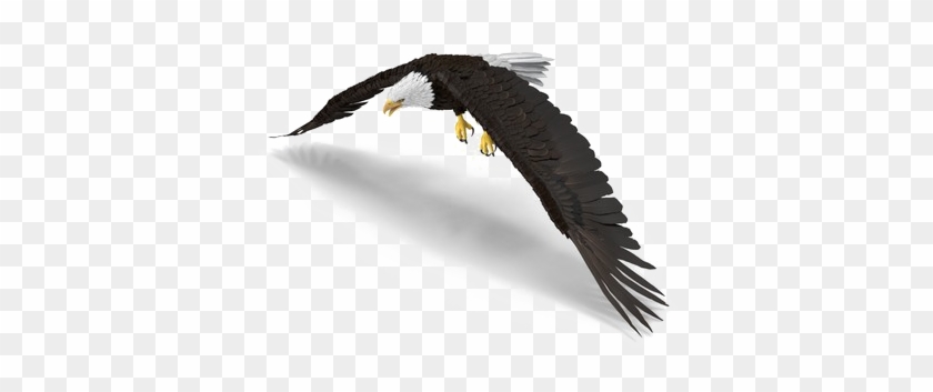 Bald Eagle Png Photo - Hawk Clipart #325398