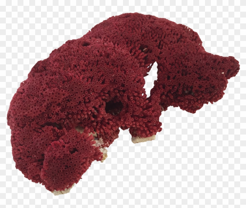 Red Pipe Organ Coral - Coral Png Clipart