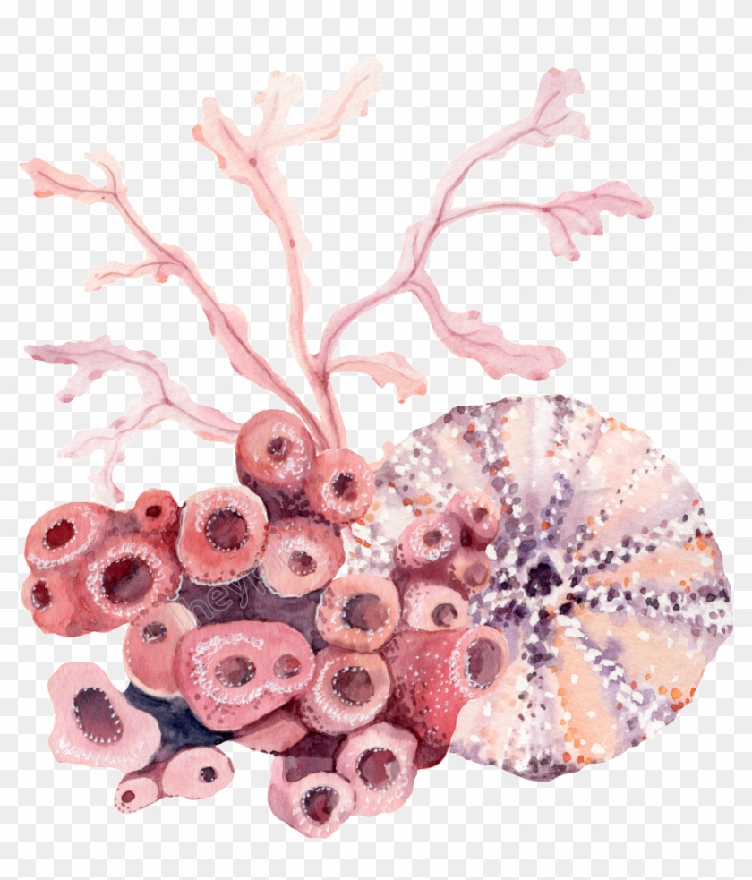 Coral Png Clipart #325632