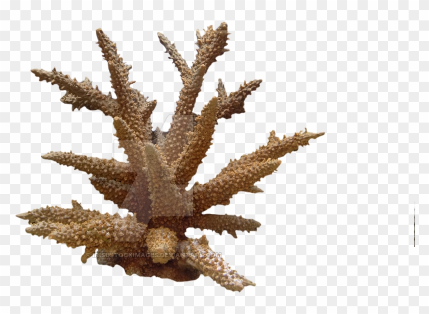 Coral Png Photo - Coral Png Clipart #325654